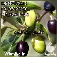 خرید عمده نهال زیتون سیاه انواع در ارومیه در گروه خرید و فروش نهال زیتون در یکمیوه