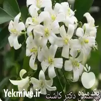 فروش عمده گل محبوبه شب در گروه خرید و فروش گیاهان زینتی در یکمیوه
