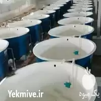 تولید فروش استخر و ان پرورش ماهی در گروه خرید و فروش تجهیزات ماهی در یکمیوه