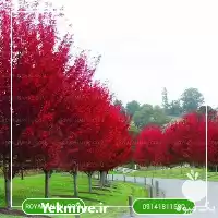فروش خرید نهال بادام قرمز در گروه خرید و فروش نهال بادام در یکمیوه