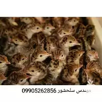 قیمت خرید جوجه بوقلمون در تهران در گروه مرغ و خروس و بوقلمون و اردک قو قاز در یکمیوه