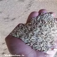 جو فروش جودامی در همدان در گروه خرید و فروش گندم و جو در یکمیوه