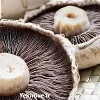 خرید آموزش پرورش انواع قارچ در گروه دوره آموزش کشاورزی در یکمیوه