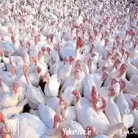 مراکز خرید بوقلمون در گروه مرغ و خروس و بوقلمون و اردک قو قاز در یکمیوه