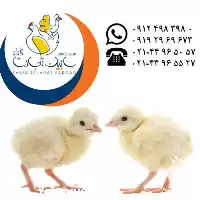 آگهی مشابه جوجه یکماهه بیوتی گوشتی در گروه مرغ و خروس و بوقلمون و اردک قو قاز در یکمیوه