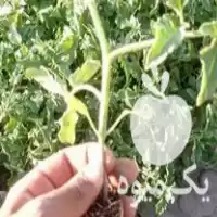 فروش نشا گوجه 8320 در تاکستان در گروه خرید و فروش نشا در یکمیوه