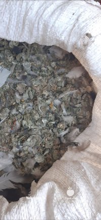 کود کبوتر کفتر در ابرکوه در گروه خرید و فروش کود کبوتر در یکمیوه