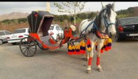 کالسکه همراه با اسب در بومهن در گروه اسب و الاغ خر و فروش قاطر در یکمیوه