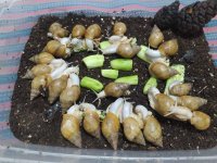 فروش حلزون البینو در مشهد در گروه انواع محصولات شیلات در یکمیوه