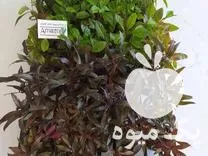 فروش گیاهان آبزی و آکواریومی آمازون در گروه خرید و فروش انواع ماهی در یکمیوه -عکس1