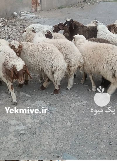 دام صادراتی کشتاری داشتی در نیشابور در گروه گاو و گوسفند و میش و بز کهره گوساله در یکمیوه -عکس1