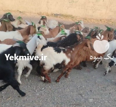 دام صادراتی کشتاری داشتی در نیشابور در گروه گاو و گوسفند و میش و بز کهره گوساله در یکمیوه -عکس2