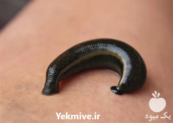 آموزش پرورش زالو طبی بصورت تخصصی در گروه دوره آموزش کشاورزی در یکمیوه -عکس1