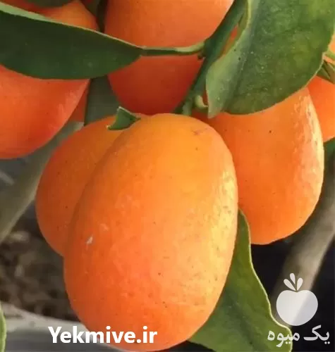فروش نهال زینتی کامکوات در تهران در گروه خرید و فروش نهال در یکمیوه -عکس1