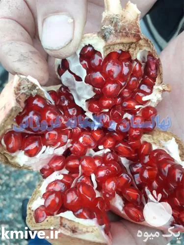 خرید ارائه درخت انار ملس دانه در مازندران در گروه خرید و فروش نهال انار در یکمیوه -عکس1