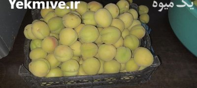 فروش زردآلو درجه یک در ملارد در گروه خرید و فروش زردآلو در یکمیوه -عکس1
