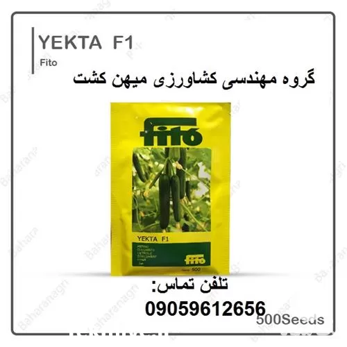 فروش بذر خیار گلخانه ای یکتا در کرمانشاه در گروه خرید و فروش بذر خیار در یکمیوه -عکس1