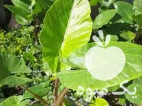 قیمت خرید یاس هلندی گلدان 35 در رحیم آباد در گروه خرید و فروش گیاهان زینتی در یکمیوه -عکس1