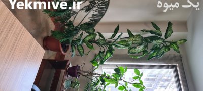 دیفن باخیا 3 متری با پاجوش در تهران در گروه خرید و فروش پاجوش گل و گیاه در یکمیوه -عکس2