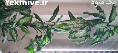 دیفن باخیا 3 متری با پاجوش در تهران در گروه خرید و فروش پاجوش گل و گیاه در یکمیوه -عکس3