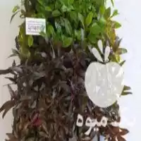 فروش گیاهان آبزی و آکواریومی آمازون در گروه خرید و فروش انواع ماهی در یکمیوه