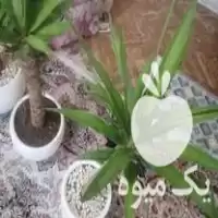 خرید گل آپارتمانی یوکا با گلدان در گروه خرید و فروش گیاهان زینتی در یکمیوه