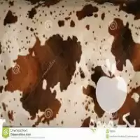 قیمت خرید صادرات پوست کراست شترمرغ در مشهد در گروه مرغ و خروس و بوقلمون و اردک قو قاز در یکمیوه