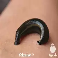 آموزش پرورش زالو طبی بصورت تخصصی در گروه دوره آموزش کشاورزی در یکمیوه