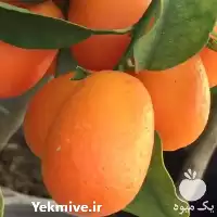 فروش نهال زینتی کامکوات در تهران در گروه خرید و فروش نهال در یکمیوه