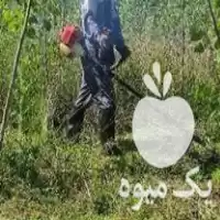 خدمات فضای سبز و باغبانی آرکا در گروه هرس کاری در یکمیوه