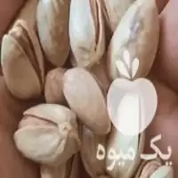 خرید پسته خام اکبری اونس 21 در گروه خرید و فروش پسته در یکمیوه