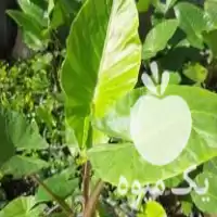 قیمت خرید یاس هلندی گلدان 35 در رحیم آباد در گروه خرید و فروش گیاهان زینتی در یکمیوه