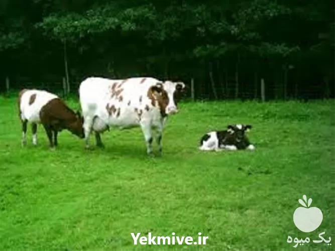 خرید صفر تا صد بهداشت بیماری در تهران در گروه دوره آموزش کشاورزی در یکمیوه -عکس1