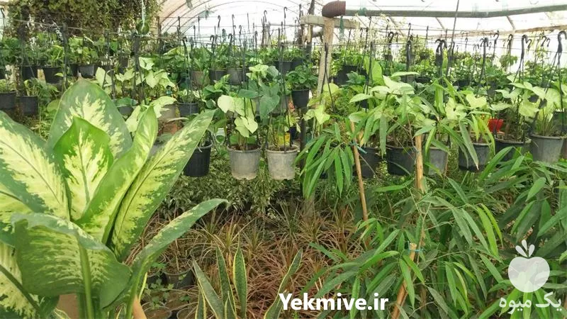 قیمت خرید عمده گل در گروه خرید و فروش گیاهان زینتی در یکمیوه -عکس1