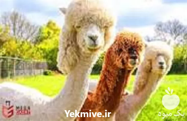 آموزش پرورش لاما در تهران در گروه دوره آموزش کشاورزی در یکمیوه -عکس1