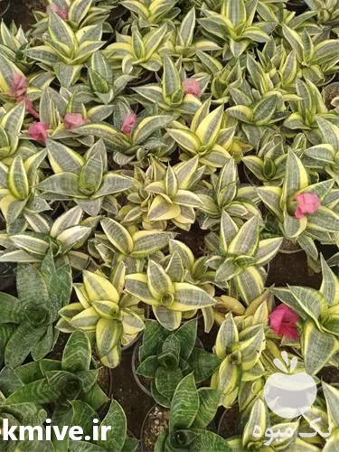 قیمت خرید گل آپارتمانی در گروه خرید و فروش گیاهان زینتی در یکمیوه -عکس1