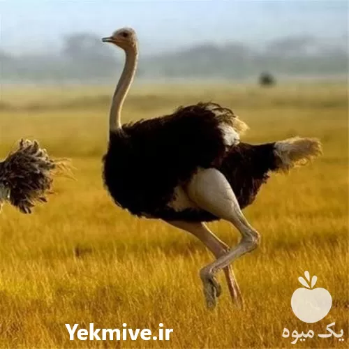 فروش جوجه شتر مرغ در تهران در گروه مرغ و خروس و بوقلمون و اردک قو قاز در یکمیوه -عکس1