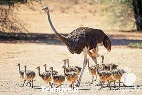 آموزش پرورش شترمرغ به صورت تخصصی در گروه دوره آموزش کشاورزی در یکمیوه -عکس1