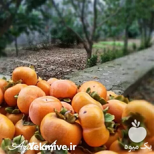 فروش انواع نهال خرمالو در مازندران در گروه خرید و فروش نهال خرمالو در یکمیوه -عکس1