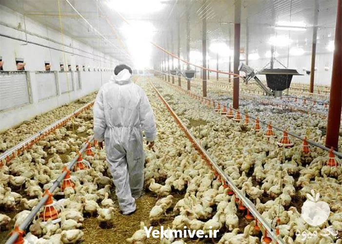 خرید آموزش بهداشت بیماری های طیور در تهران در گروه دوره آموزش کشاورزی در یکمیوه -عکس1