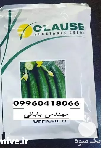 خرید بذر خیار آفیسر با ارسال در همدان در گروه خرید و فروش بذر خیار در یکمیوه -عکس1