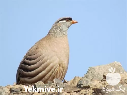 آموزشی پرورش کبک کامل گام در تهران در گروه دوره آموزش کشاورزی در یکمیوه -عکس1