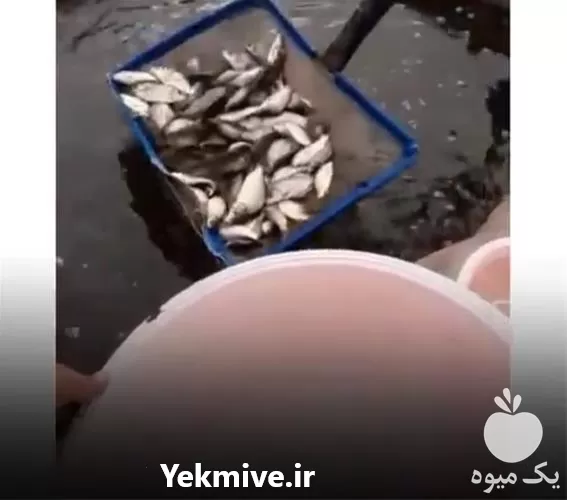 خرید بچه ماهی گرمابی و سردابی در یزد در گروه خرید و فروش بچه ماهی در یکمیوه -عکس1