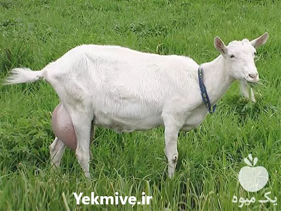 فروش بز سانن اصیل در گروه گاو و گوسفند و میش و بز کهره گوساله در یکمیوه -عکس1
