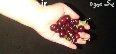 آلبالو درجه یک در خنداب در گروه خرید و فروش آلبالو در یکمیوه -عکس1