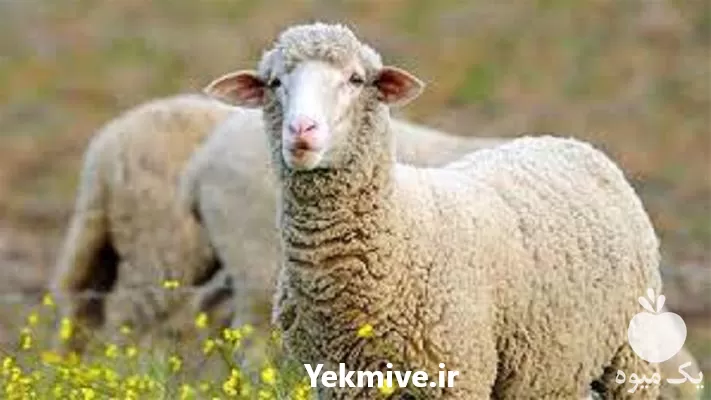 آموزش جیره نویسی دام در گروه دوره آموزش کشاورزی در یکمیوه -عکس1