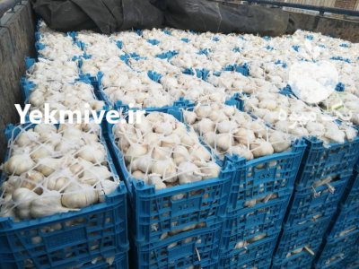 فروش سیر سورت شده صادراتی در همدان در گروه خرید و فروش سیر در یکمیوه -عکس1