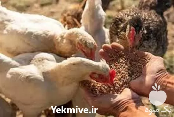 آموزش تخصصی جیره نویسی طیور در تهران در گروه دوره آموزش کشاورزی در یکمیوه -عکس1