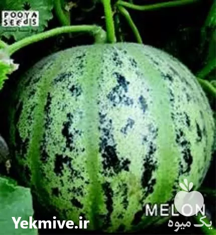 خرید بذر طالبی تیل سبز شوگر در تهران در گروه خرید و فروش بذر طالبی در یکمیوه -عکس1