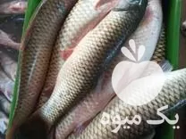 خرید بچه ماهی غذای ماهی ارسال در کرج در گروه خرید و فروش بچه ماهی در یکمیوه -عکس1